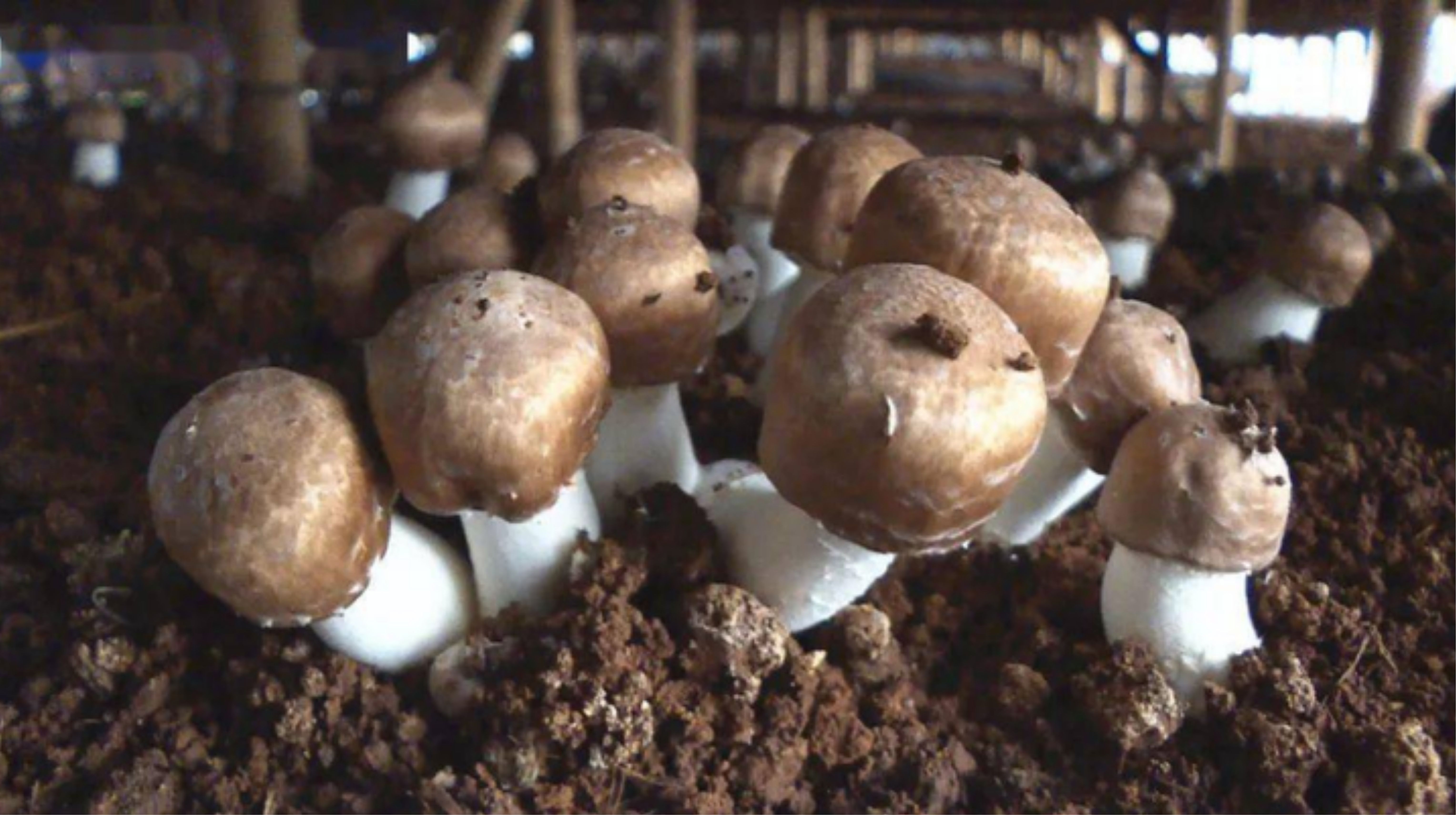 Nấm Agaricus là gì? Nguồn gốc và đặc tính 