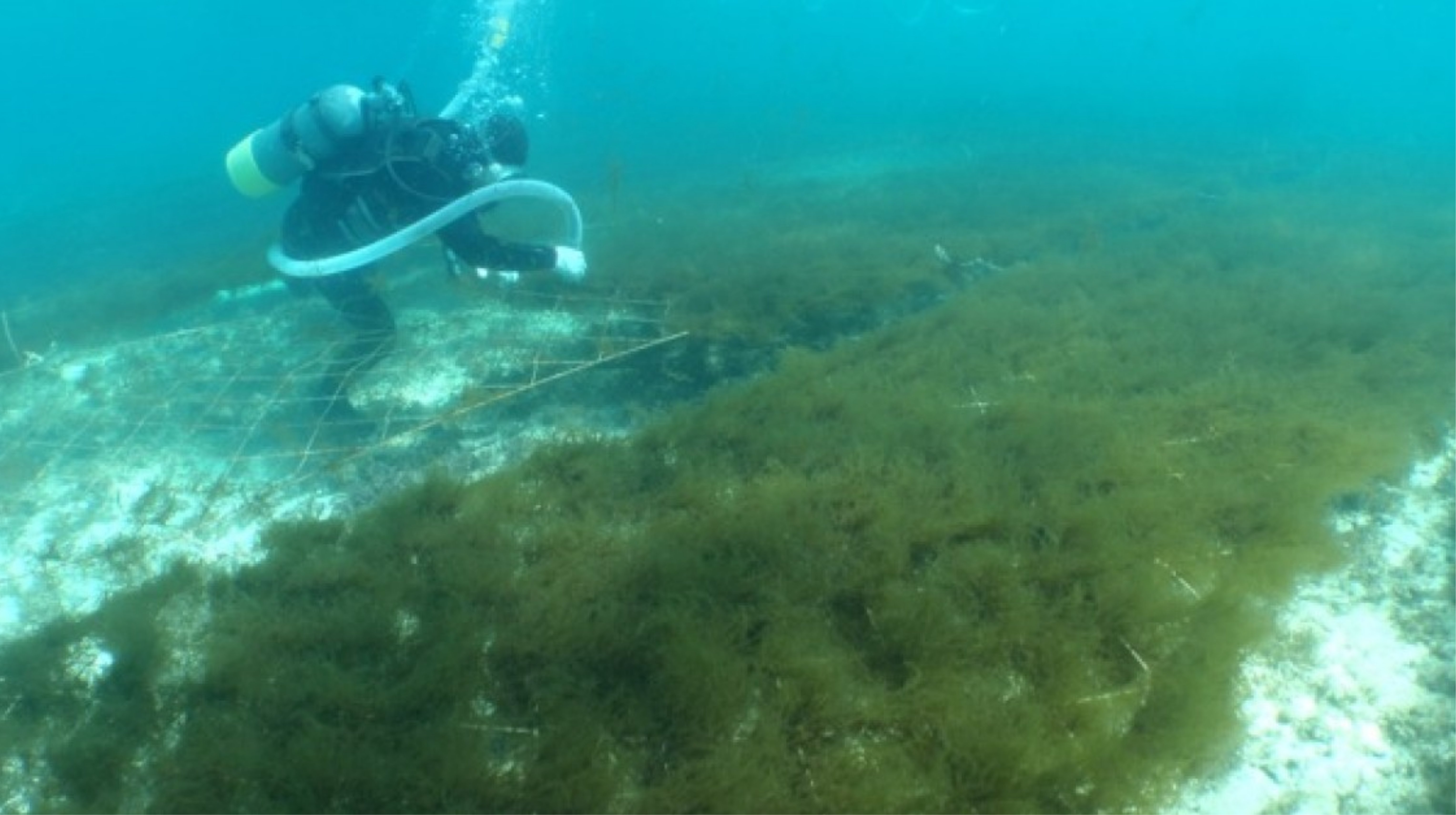 Nguồn gốc và đặc tính của Fucoidan