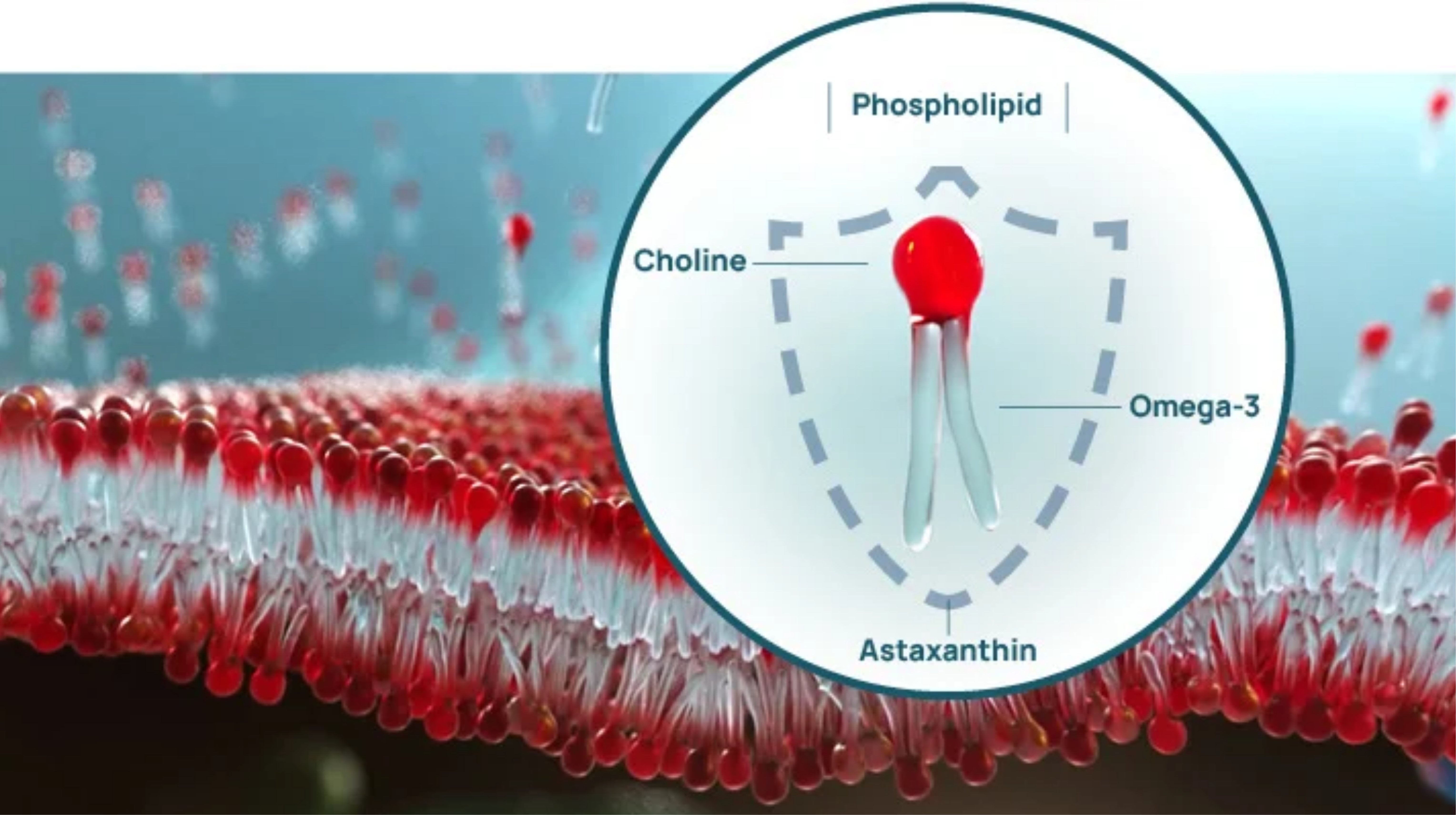 Phospholipid chứa Astaxanthin