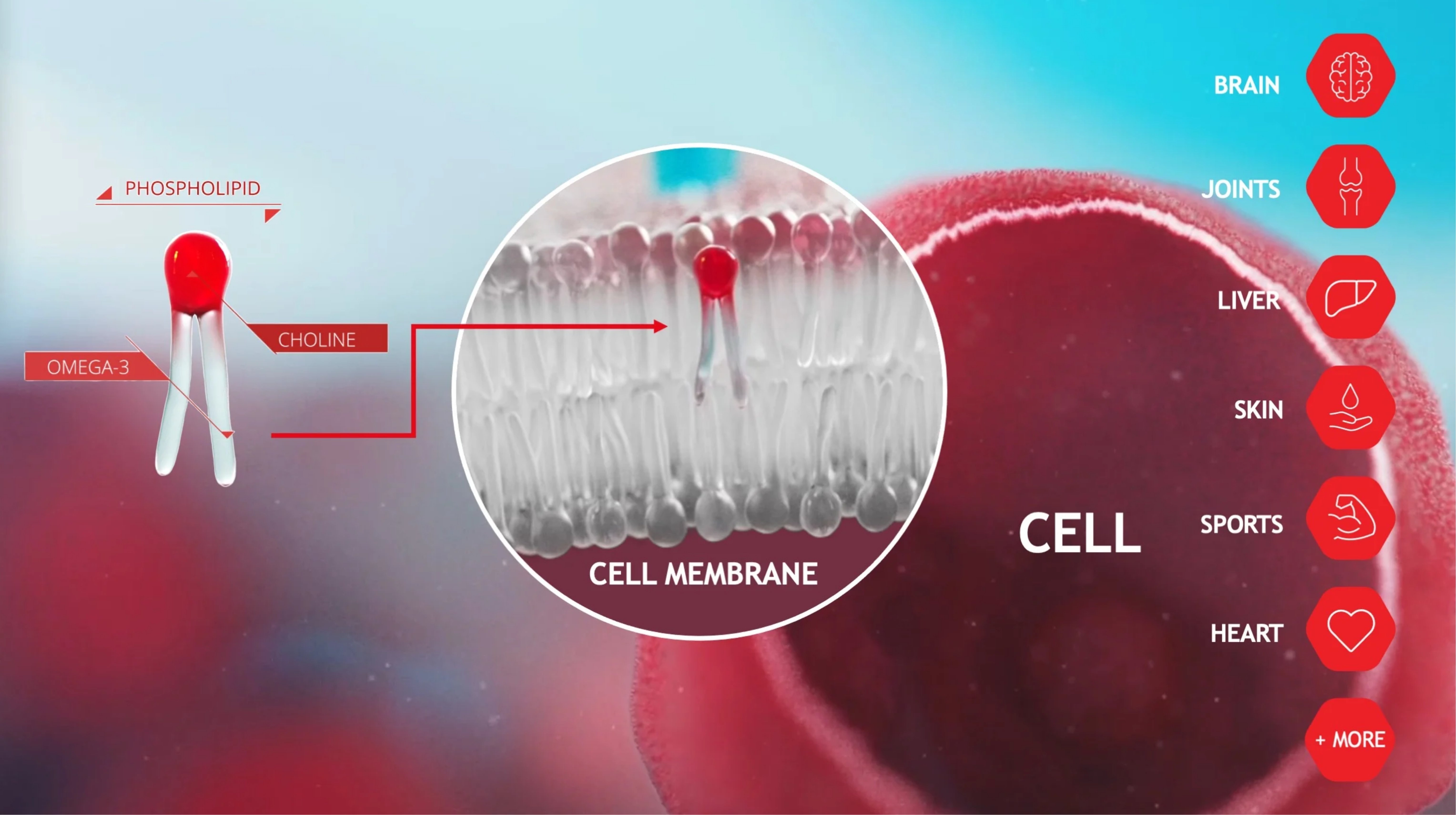Phospholipid trong omega 3 và những ưu điểm