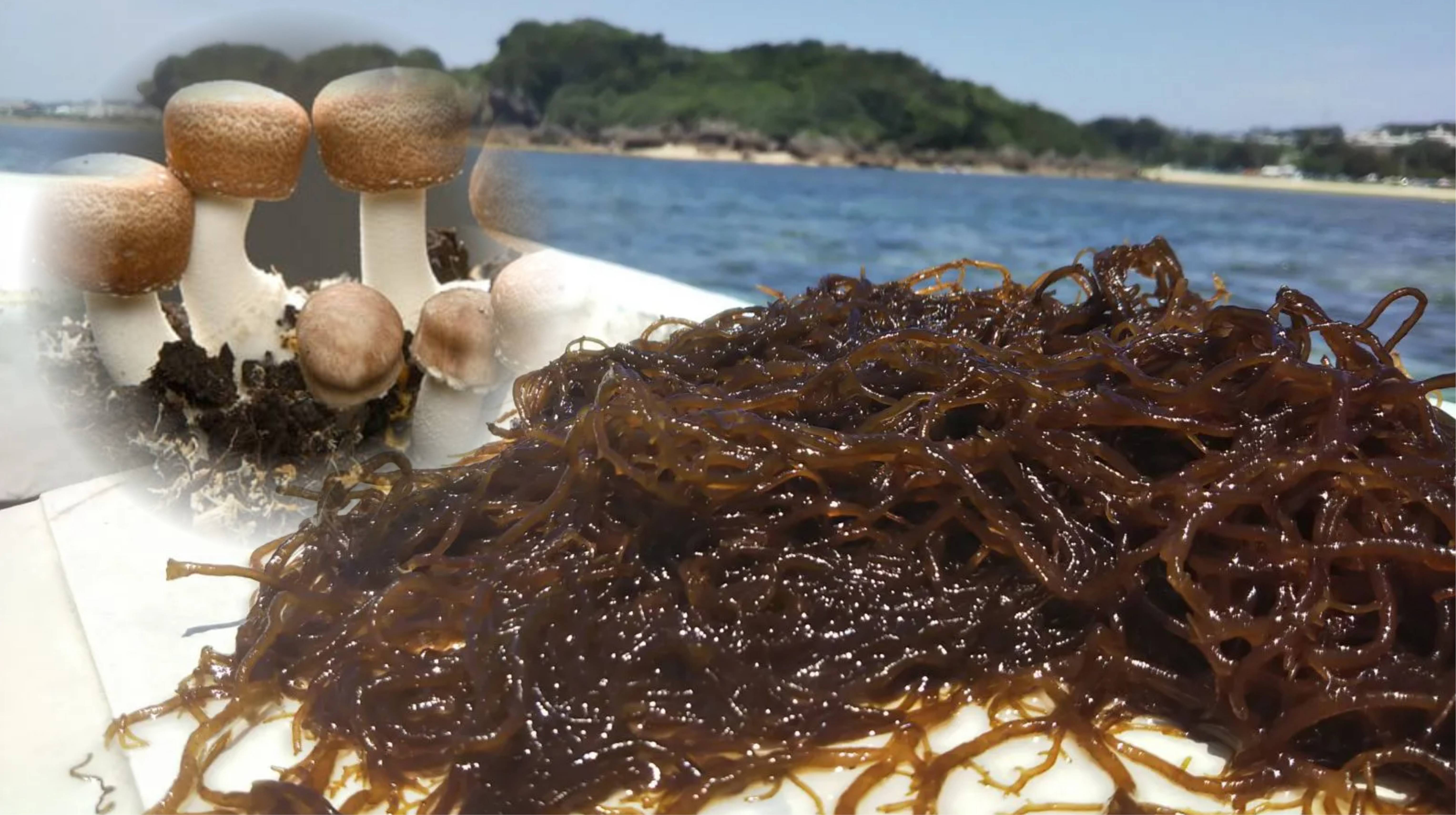 Sức mạnh cộng hưởng khi kết hợp Fucoidan và nấm Agaricus