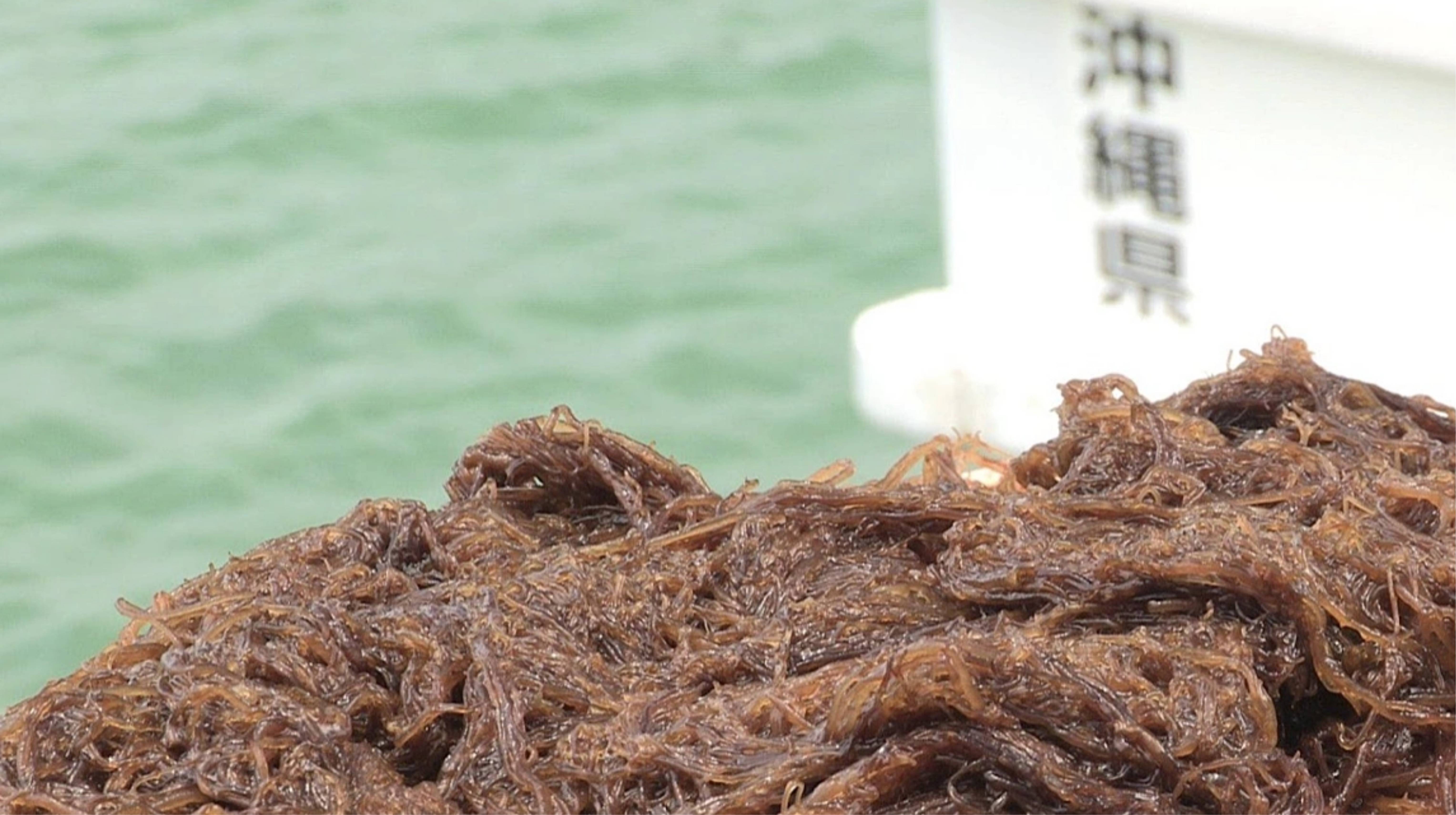 Tiêu chí chọn mua Fucoidan Okinawa Nhật Bản chất lượng