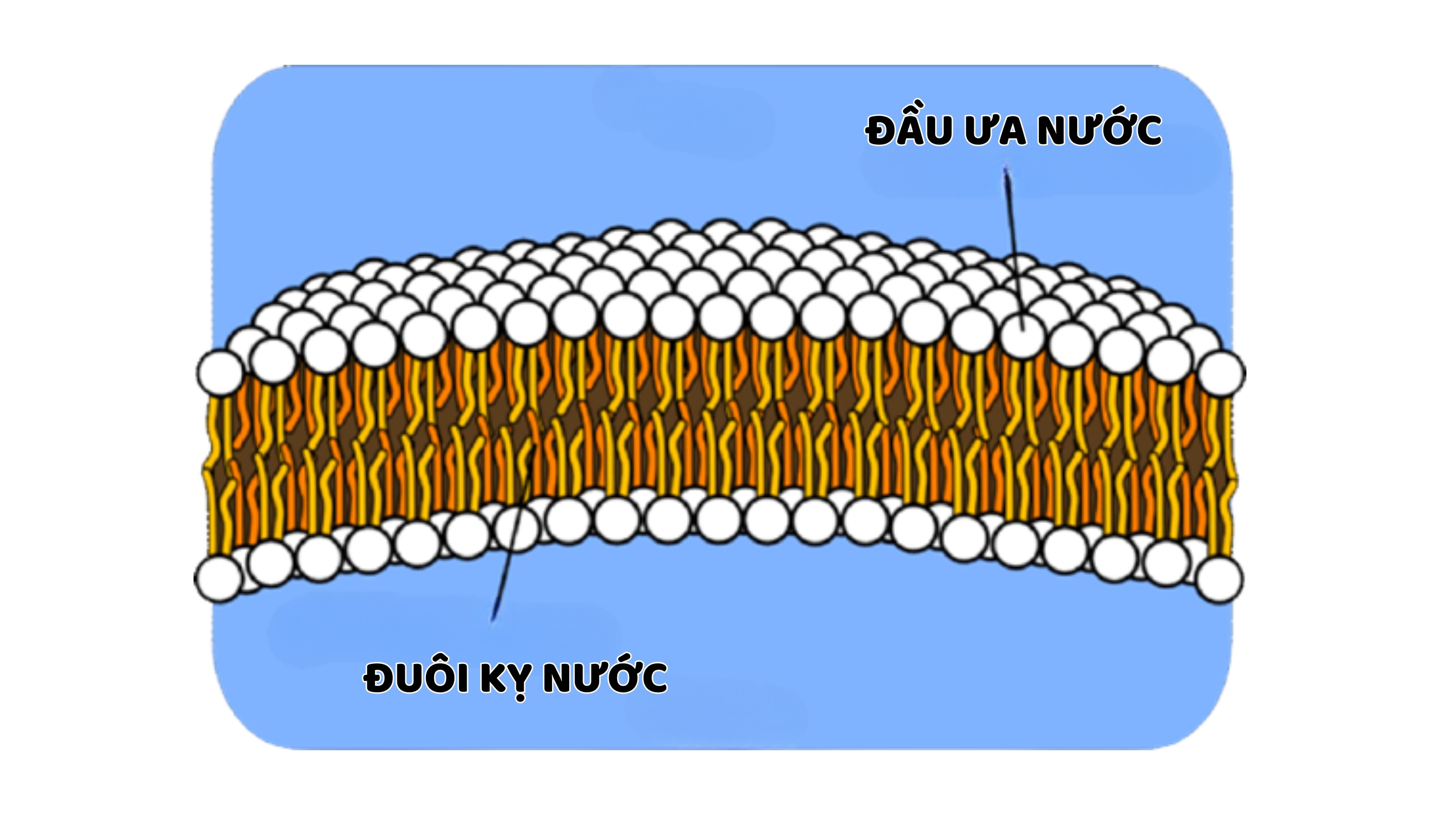 Tìm hiểu Phospholipid là gì?