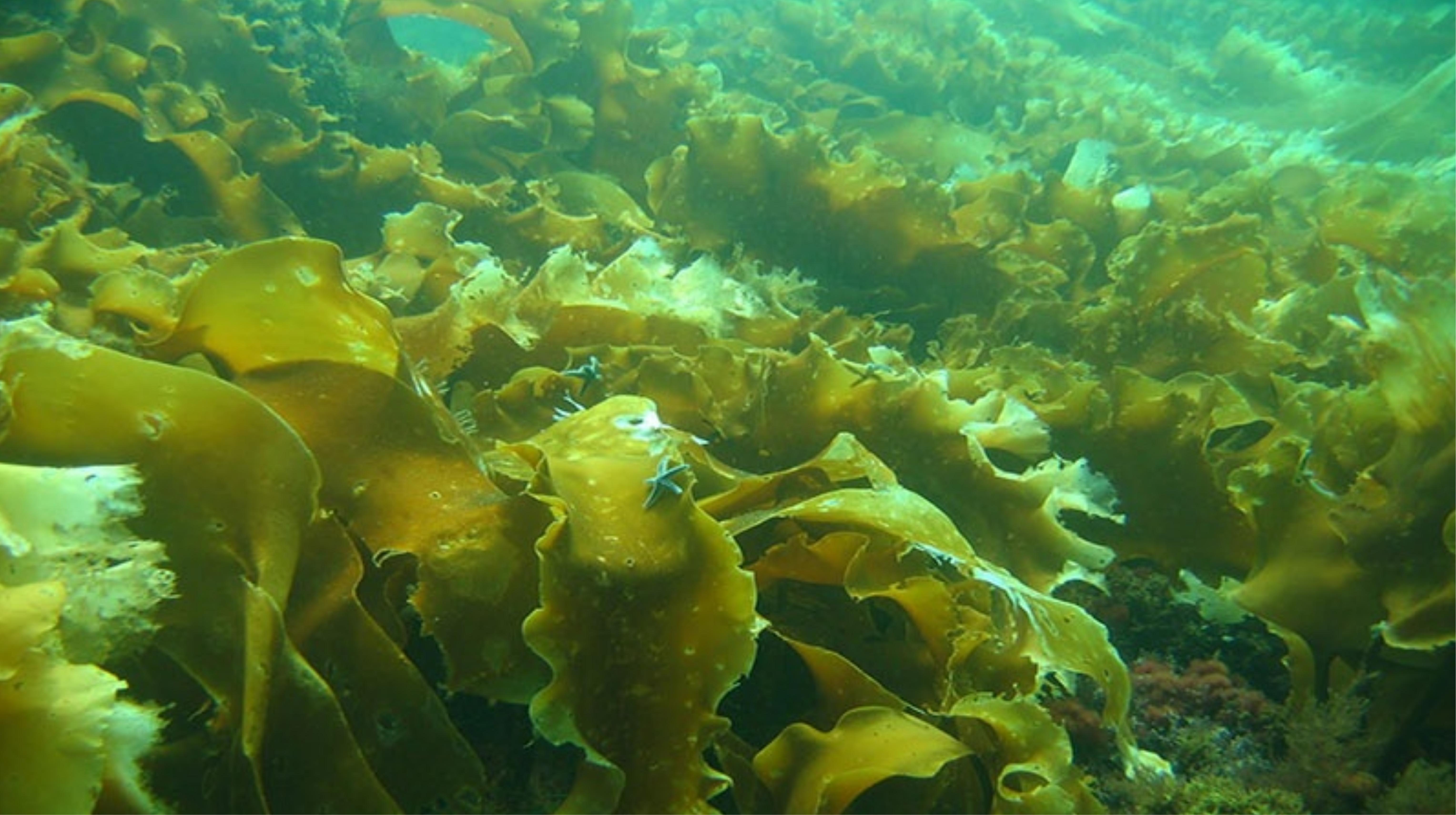 Uống Nano Fucoidan Nhật Bản có tác dụng phụ không?