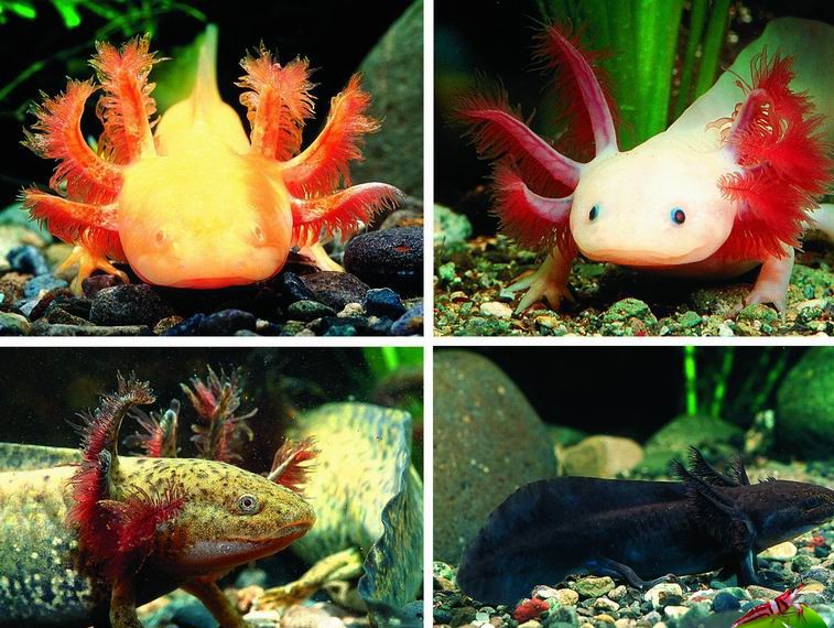 Những Sai Lầm Thường Gặp Khi Nuôi Cá Axolotl Những Sai Lầm Thường Gặp Khi Nuôi Cá Axolotl