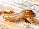 bay-diet-moi-duoi-long-dat-chua-go-bach-dan