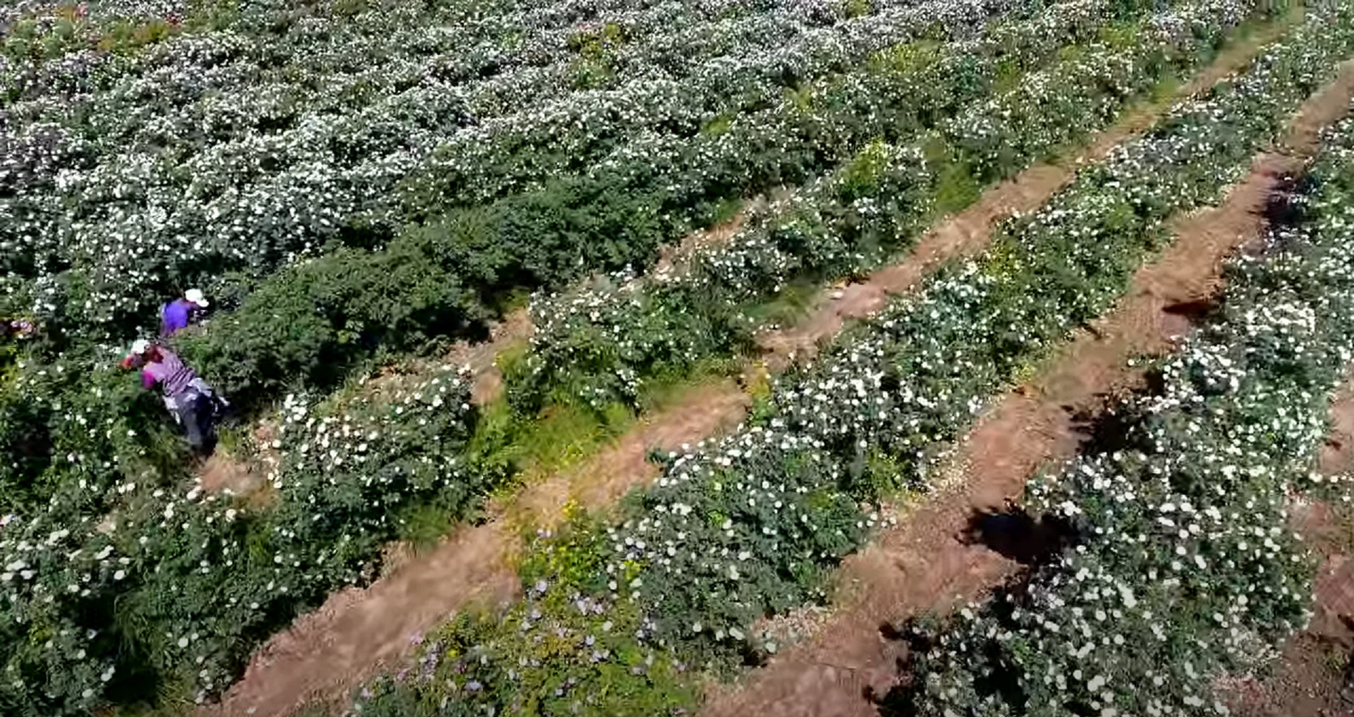 vùng nguyên liệu nhà máy nước hoa hồng Bulgaria