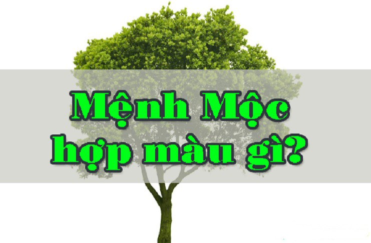 Bật mí cách chọn màu tôn lợp mái cho gia chủ mệnh Mộc