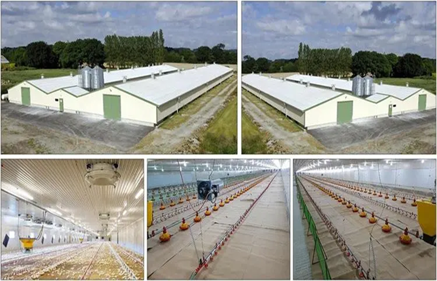 Bí quyết chọn mái tôn chuồng trại chăn nuôi hiệu quả, đừng bỏ lỡ!