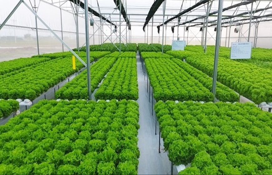 Ứng dụng thép hộp đột phá trong nông nghiệp: Giải pháp bền vững và hiệu quả