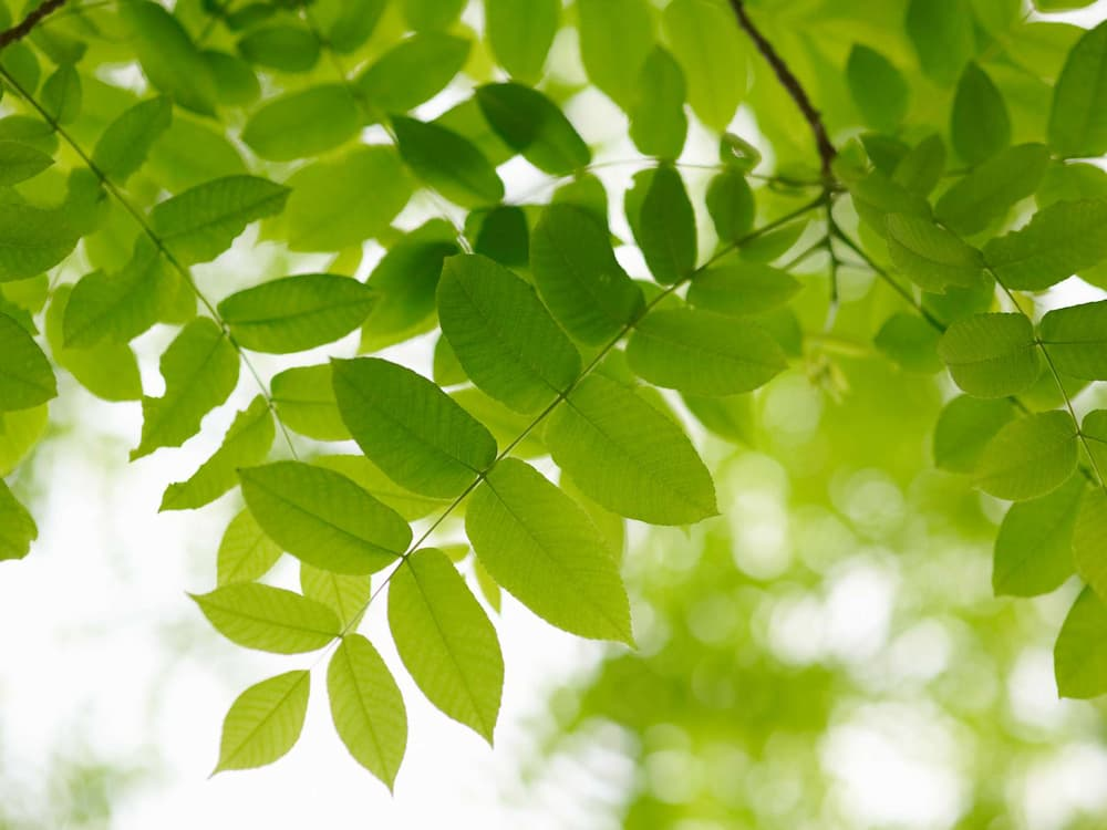 Màu tương hợp với người mệnh Mộc