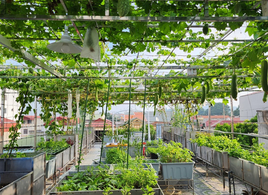 Thay vì gỗ hay các loại nhựa dễ mục, giàn leo làm bằng thép hộp mạ kẽm vừa chắc chắn vừa giữ được độ bền khi tiếp xúc với môi trường ẩm