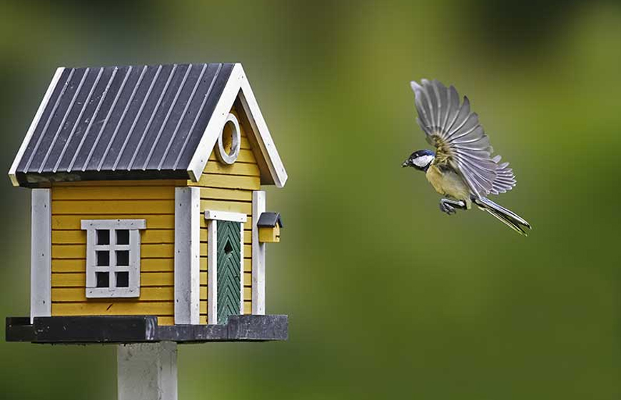 Động vật đến nhà là dấu hiệu phong thủy tốt