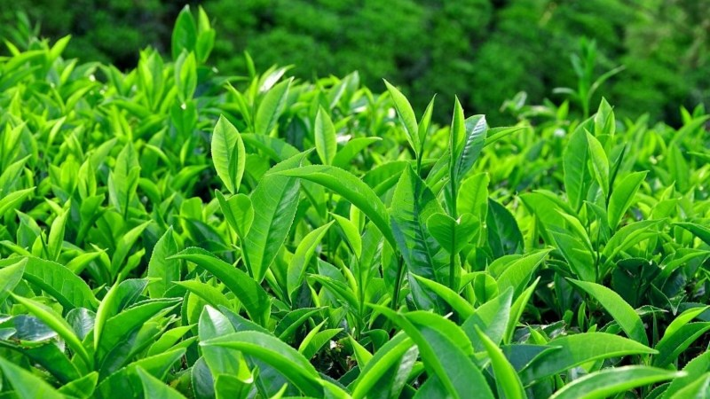 Tắm lá trà xanh đem đến nhiều công dụng