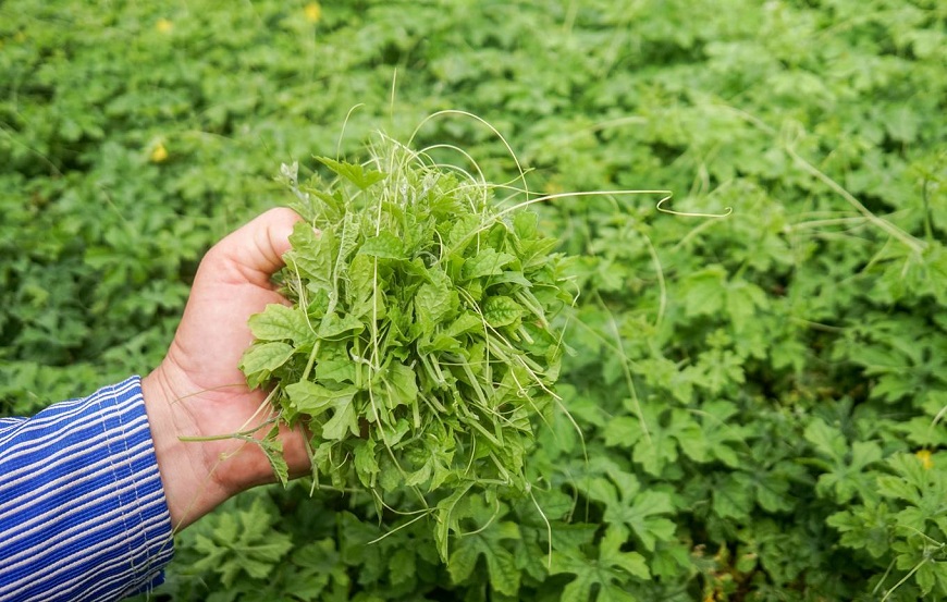 8 tác dụng tuyệt vời của lá khổ qua rừng Lá khổ qua rừng Tây Bắc có công dụng gì