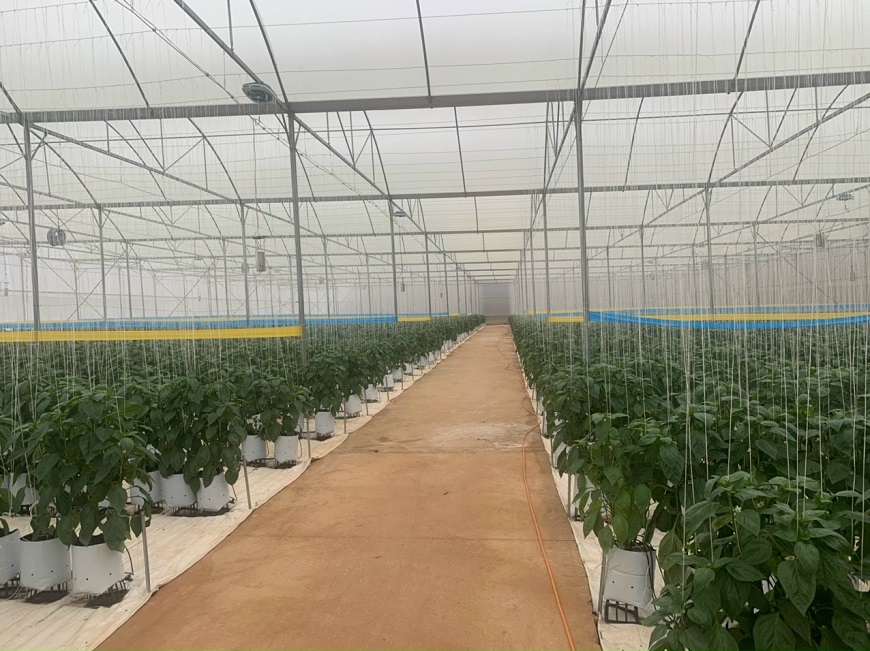 Ứng dụng thép hộp làm khung nhà kính trồng rau