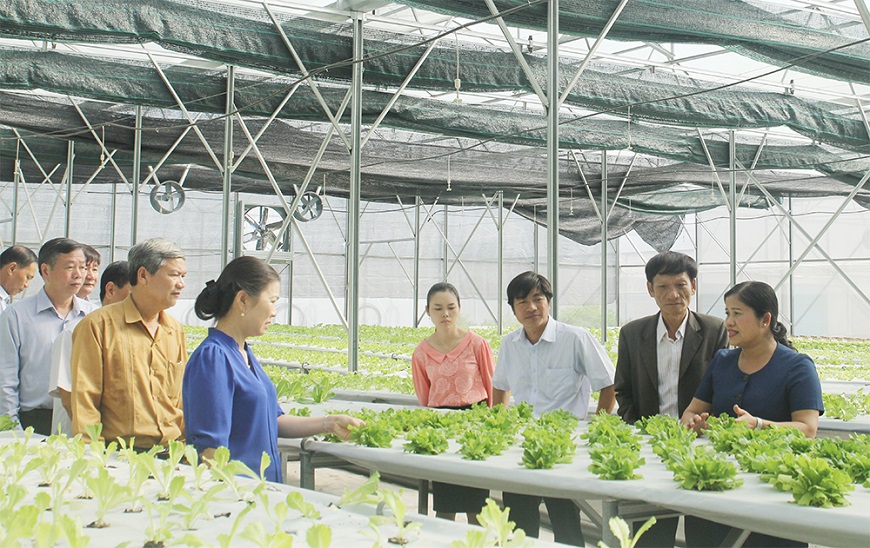 Thép hộp vuông Vitek vừa có thể làm khung nhà kính vừa có thể làm bệ đỡ cho cây trồng giúp tăng năng suất canh tác