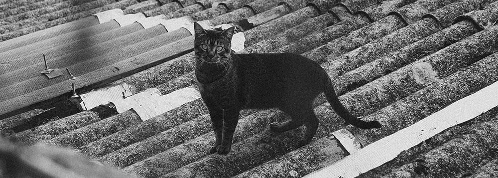 Có phải mèo đen sống thọ hơn những con mèo khác? Lu và Meo