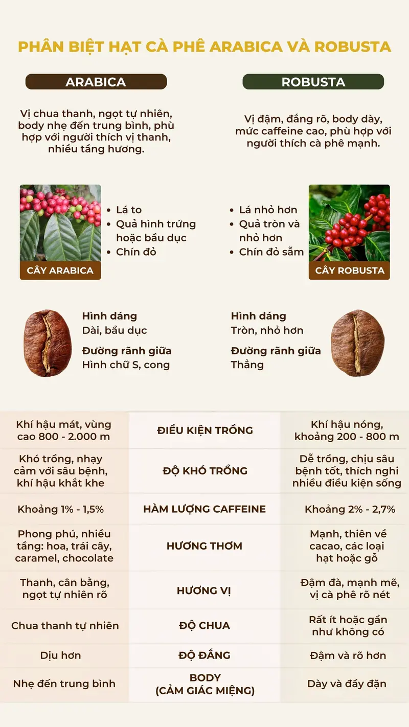 arabica-và-robusta-khác-nhau