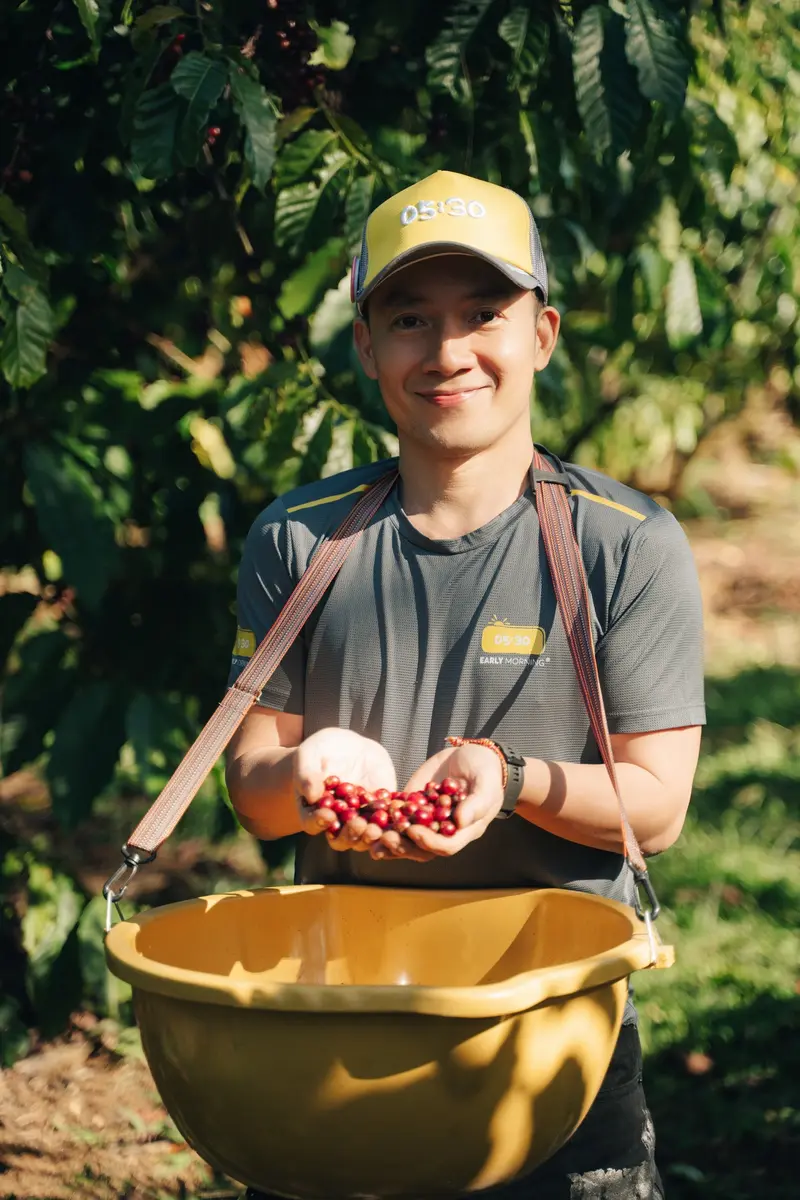 thu-hoạch-cà-phê-robusta-việt-nam