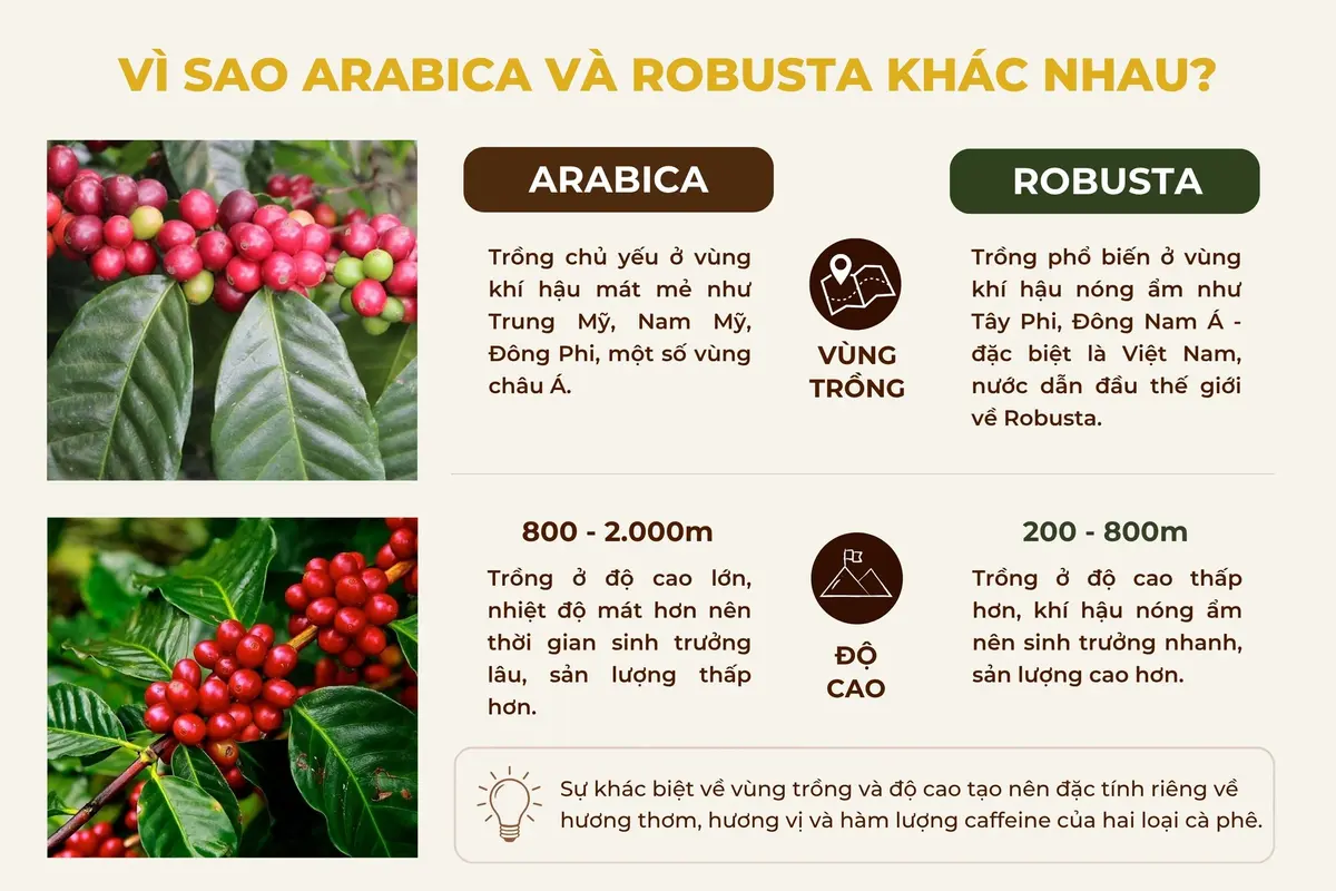 vùng-trồng-cà-phê-arabica-và-robusta