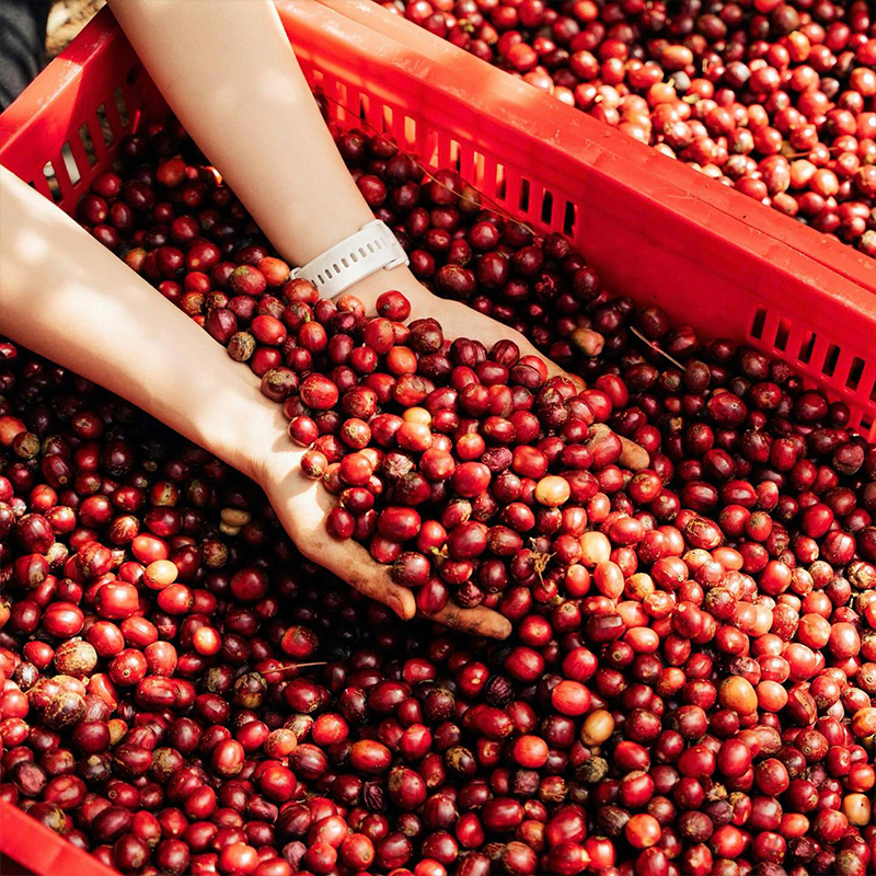 Early Morning cà phê Premium Robusta tỷ lệ chín 90% đến 95%