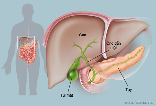 Công Dụng Của Nấm Linh Chi Với Bệnh Viêm Gan