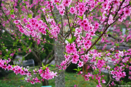 Thấy hoa đào là thấy tết
