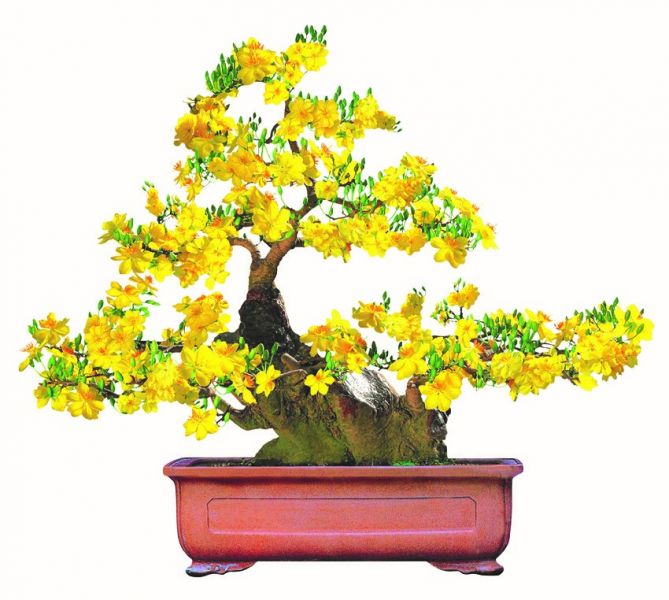 Hoa mai vàng, mang xuân sang