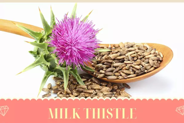 MỌI THỨ BẠN CẦN BIẾT VỀ THUỐC GIẢI ĐỘC GAN MILK THISTLE !