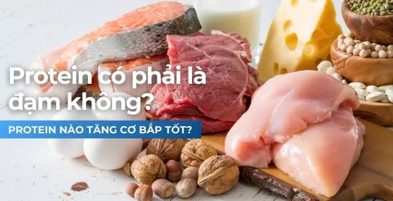 PROTEIN CÓ PHẢI LÀ ĐẠM KHÔNG? TẬP GYM NÊN ĂN PROTEIN GÌ ĐỂ TO CƠ BẮP?