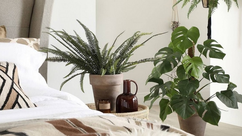5 loại cây nên trồng trong phòng ngủ tốt cho sức khỏe