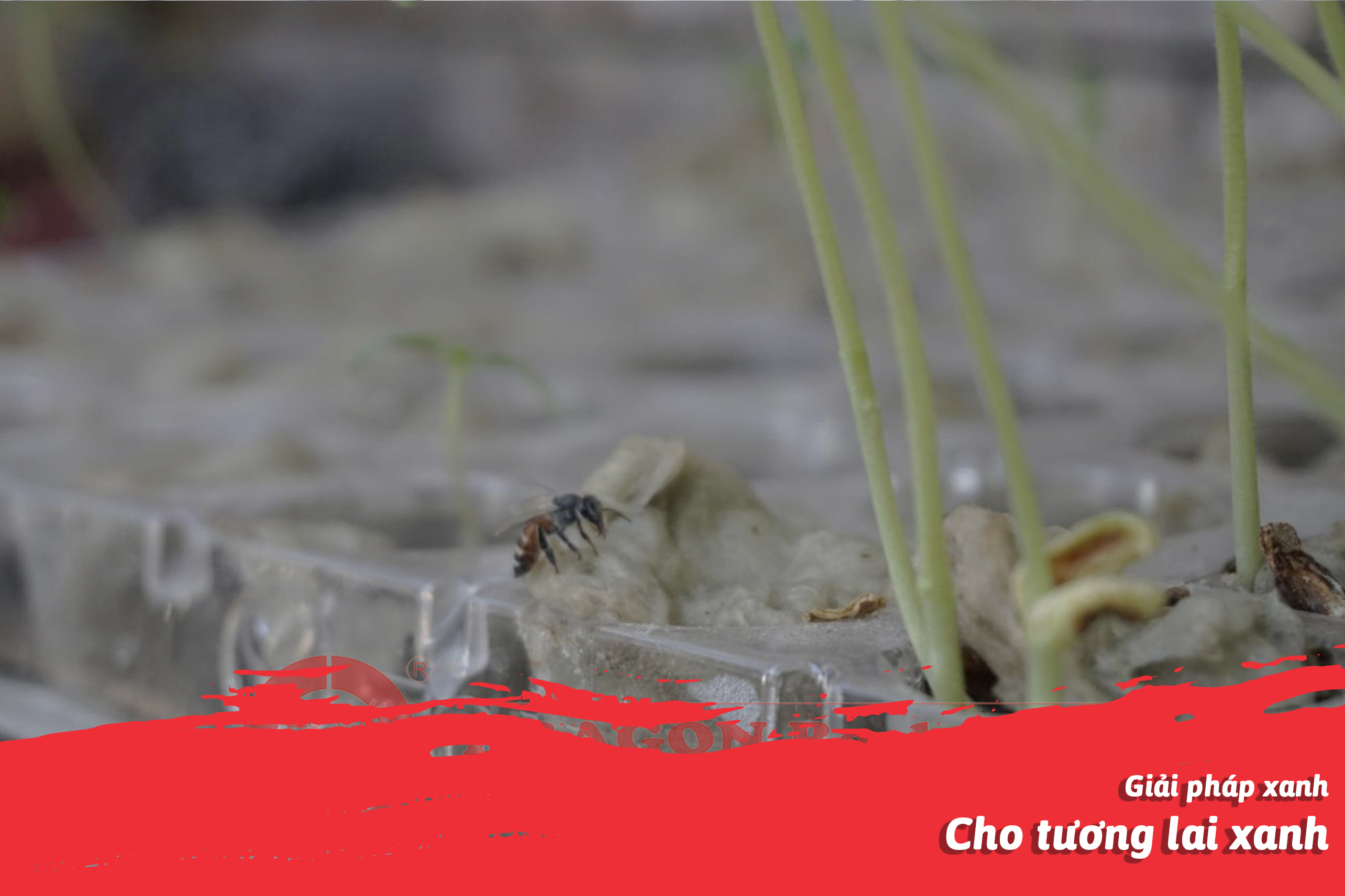 Bông lành ONG ĐẬU | Bee on DRAGON Rock Wool