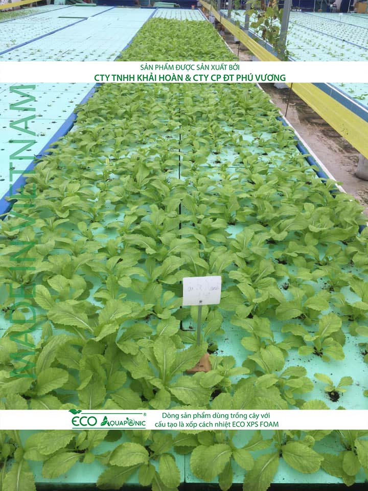 ECO AQUAPONIC - Xốp trồng rau thủy canh