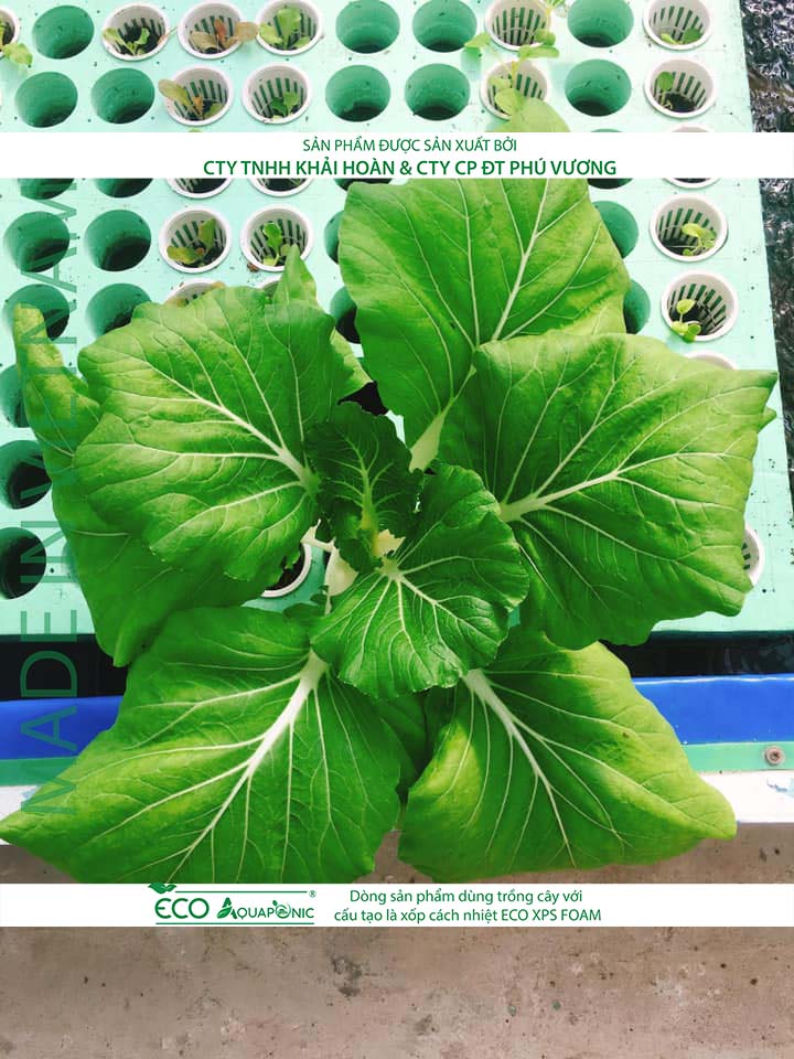 ECO AQUAPONIC - Xốp trồng rau thủy canh