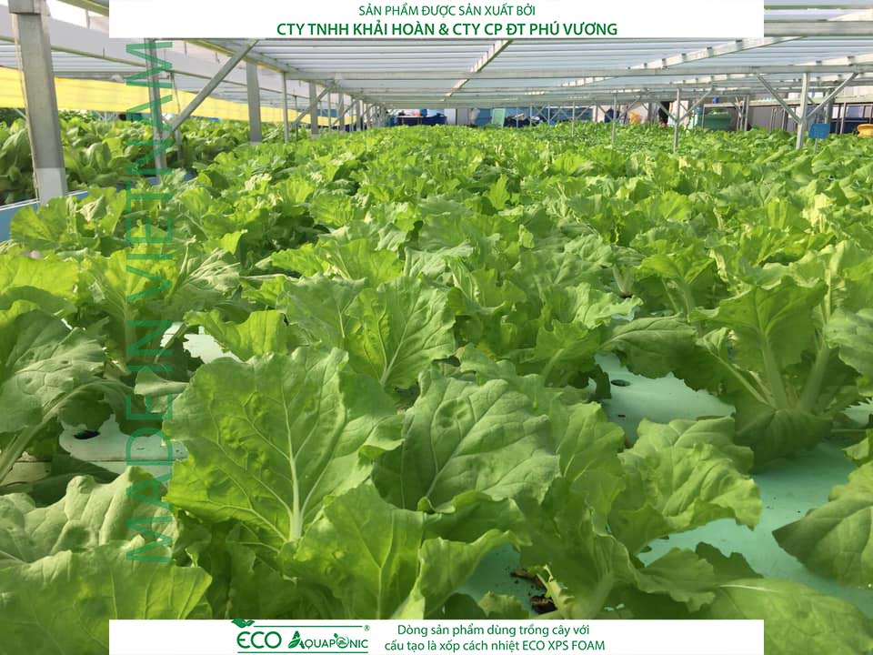 ECO AQUAPONIC - Xốp trồng rau thủy canh