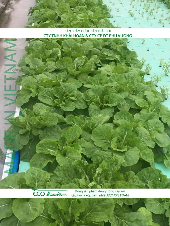 ECO AQUAPONIC - Xốp trồng rau thủy canh