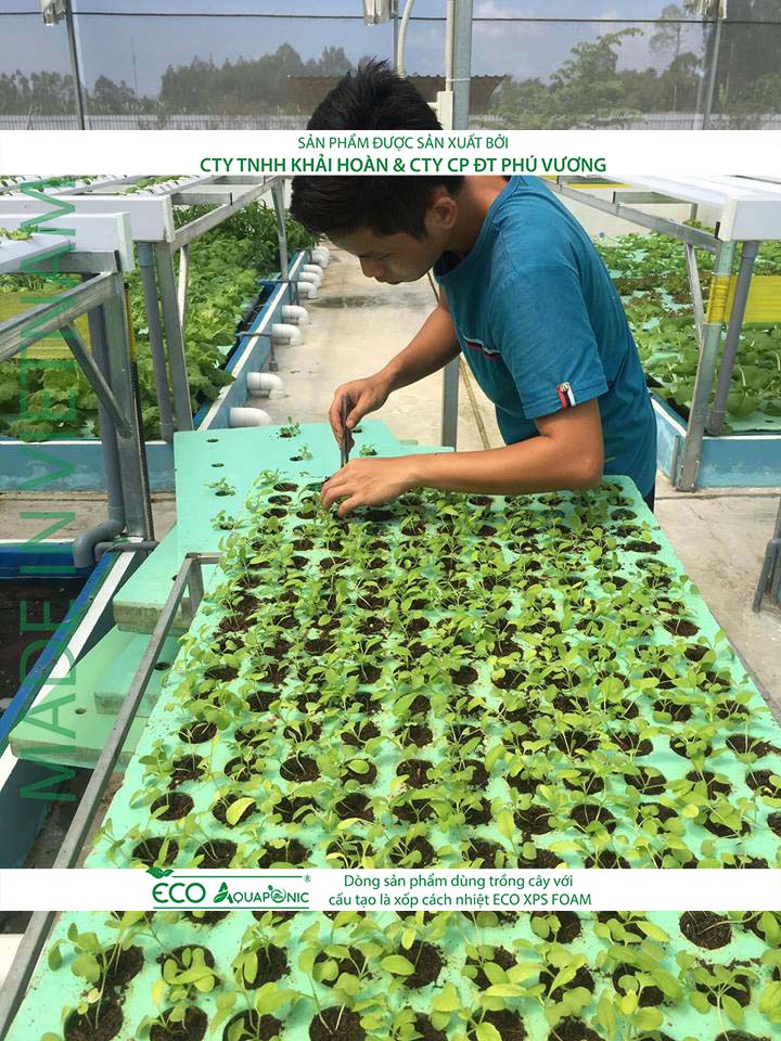 ECO AQUAPONIC - Xốp trồng rau thủy canh