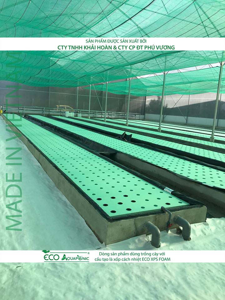 ECO AQUAPONIC - Xốp trồng rau thủy canh