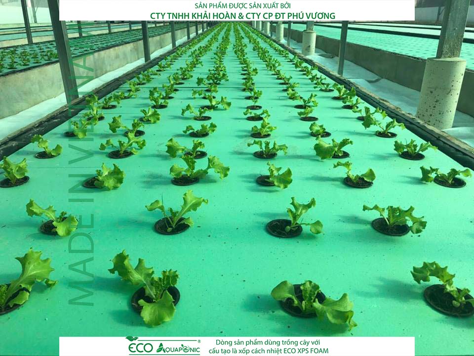 ECO AQUAPONIC - Xốp trồng rau thủy canh