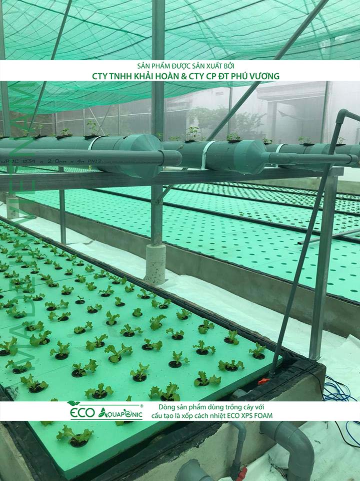 ECO AQUAPONIC - Xốp trồng rau thủy canh