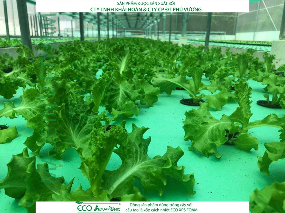 ECO AQUAPONIC - Xốp trồng rau thủy canh