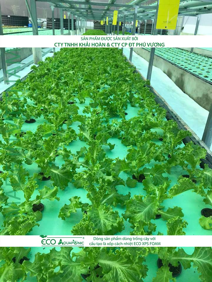 ECO AQUAPONIC - Xốp trồng rau thủy canh