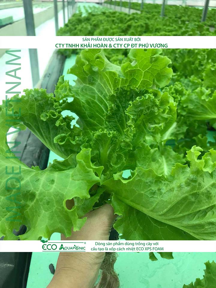 ECO AQUAPONIC - Xốp trồng rau thủy canh