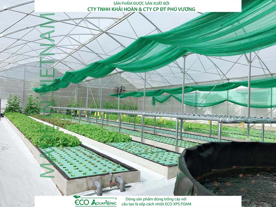 ECO AQUAPONIC - Xốp trồng rau thủy canh