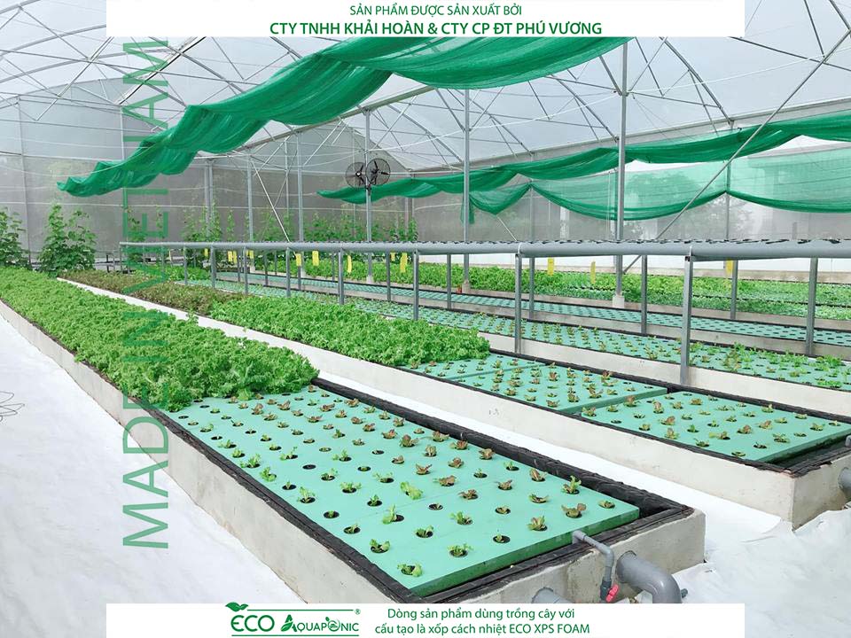 ECO AQUAPONIC - Xốp trồng rau thủy canh