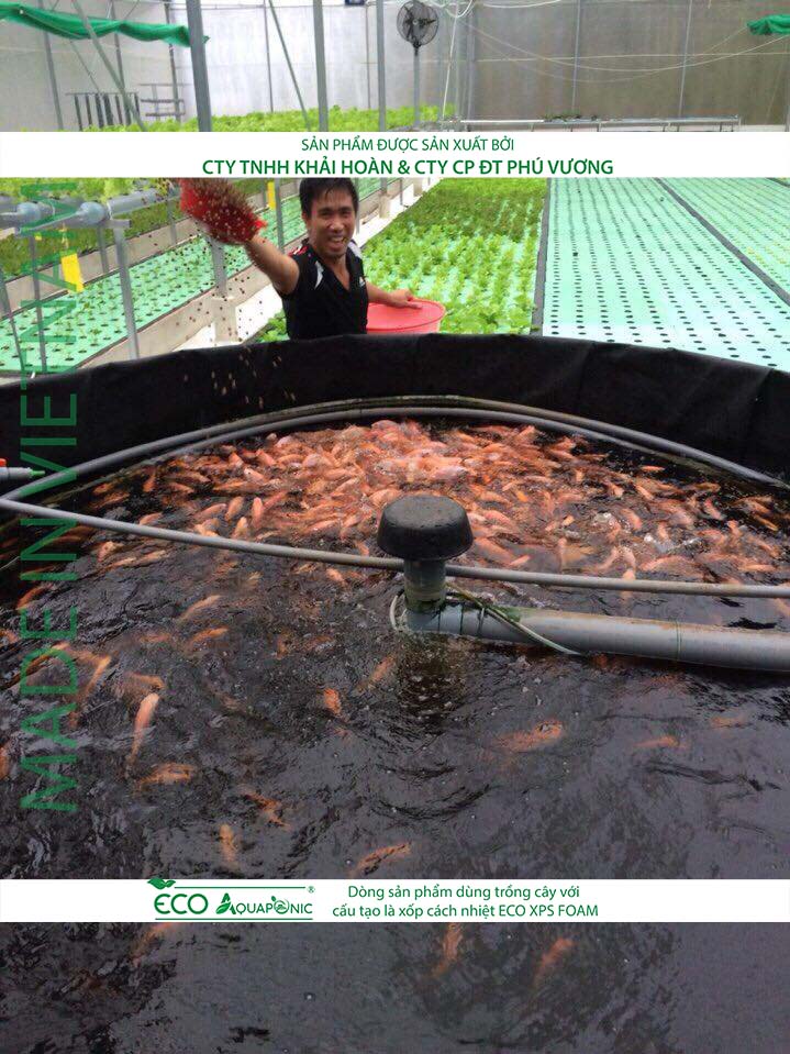 ECO AQUAPONIC - Xốp trồng rau thủy canh