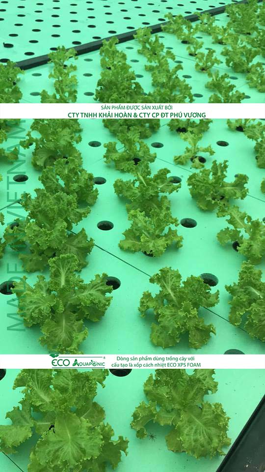 ECO AQUAPONIC - Xốp trồng rau thủy canh