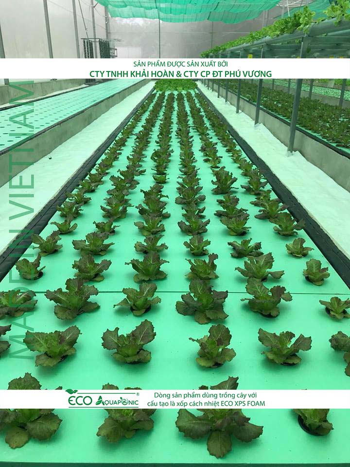 ECO AQUAPONIC - Xốp trồng rau thủy canh