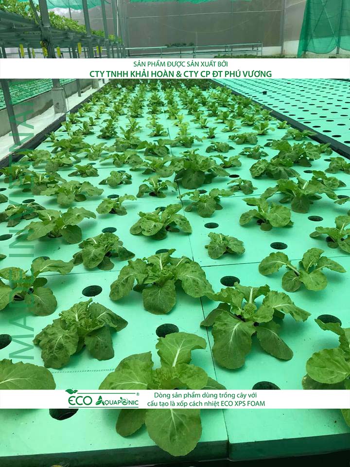 ECO AQUAPONIC - Xốp trồng rau thủy canh